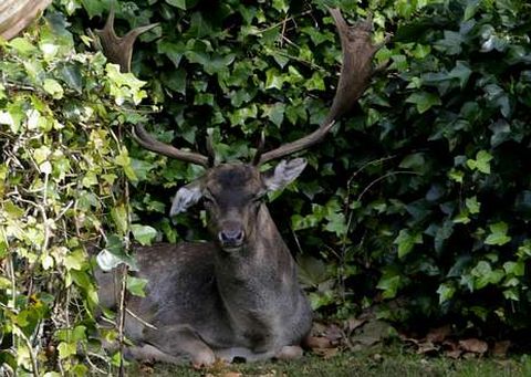 El due�o del gamo saluda al veterinario de la Xunta que lanz� un dardo tranquilizante al animal para poder trasladarlo a la finca de la que se escap�. 