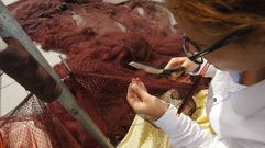 Uno de los cursos que imparte A Aixola es el mantenimiento y confecci�n de artes y aparejos de pesca, rederos e rederas, como esta que en una foto de archivo