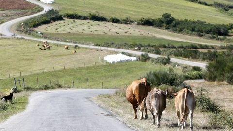 Navia de Suarna es uno de los municipios donde se dispone ahora de ms pasto