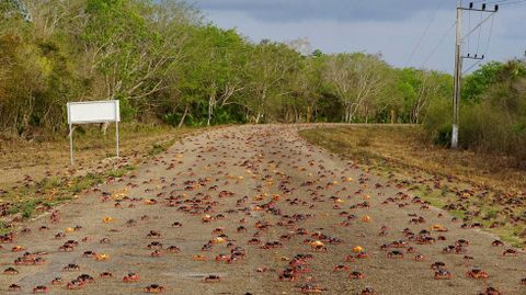 Cangrejos rojos caminan desde los bosques al mar para desovar en playa Gir�n (Cuba)
