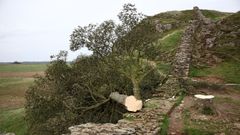 Detenido un menor por talar el �rbol de �Robin Hood�, uno de los m�s famosos de Reino Unido