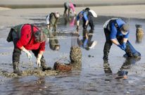 Las horas que pasan encorvadas sobre la arena afecta a la salud de las mariscadoras. 