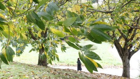 Casta�os en terrenos pr�ximos al campus de Lugo.