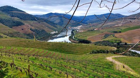 Zona de vi&ntilde;edos en las riberas del r&iacute;o Douro, en Portugal.