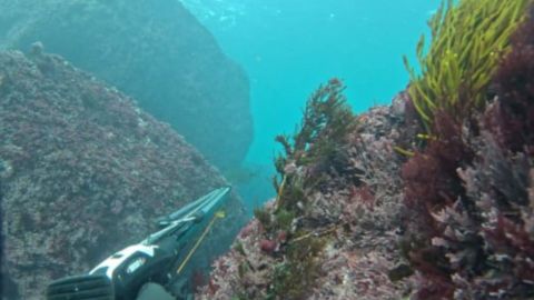 Pescadores submarinos