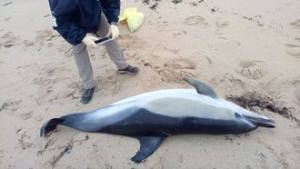 Personal del Cemma fotografiando uno de los delfines que aparecieron muertos�en la r�a de Arousa a principios del 2024