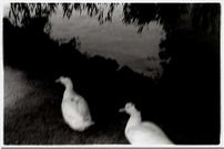 Una de las im�genes que se podr�n ver en la exposici�n de Vigo.