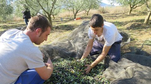 Recogida de la cosecha de aceituna en un olivar de la parroquia de Bendollo