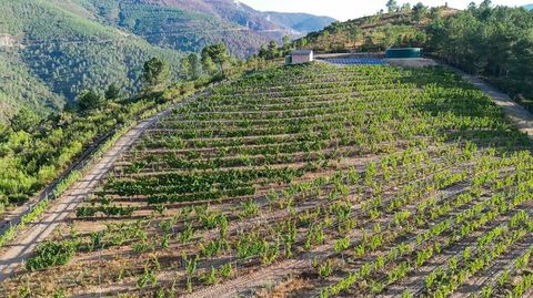 Vi�a de Bodegas Gallegas en Amandi de la que sale el vino premiado en Berl�n