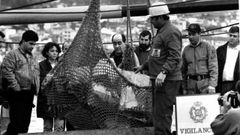 La Polica Nacional y el Servicio de Vigilancia Aduanera realizan la descarga del hachs encontrado en el Volga I en 1996