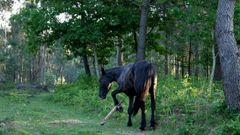 caballo con trancas morrazo