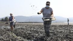 Vilaboa siembra sus playas con cr�a de almeja jap�nica