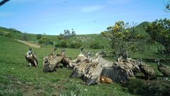 Especies carro�eras