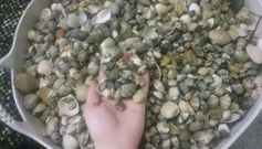 La almeja que extrajeron acababa de ser sembrada y no daba la talla