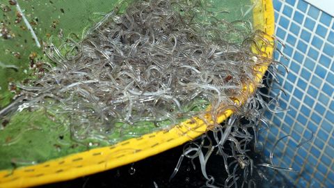 Imagen de archivo de varias angulas capturadas enaguas gallegas
