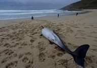 Los delfines llegaron muertos el s�bado y el domingo.
