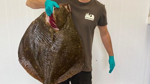 Un rodaballo que rozó los 10 kilos de peso y que comercializó O Percebeiro, de Marín