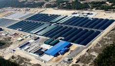 El grupo Pescanova invirti� 140 millones de euros en la planta de cultivo de rodaballo en Mira.
