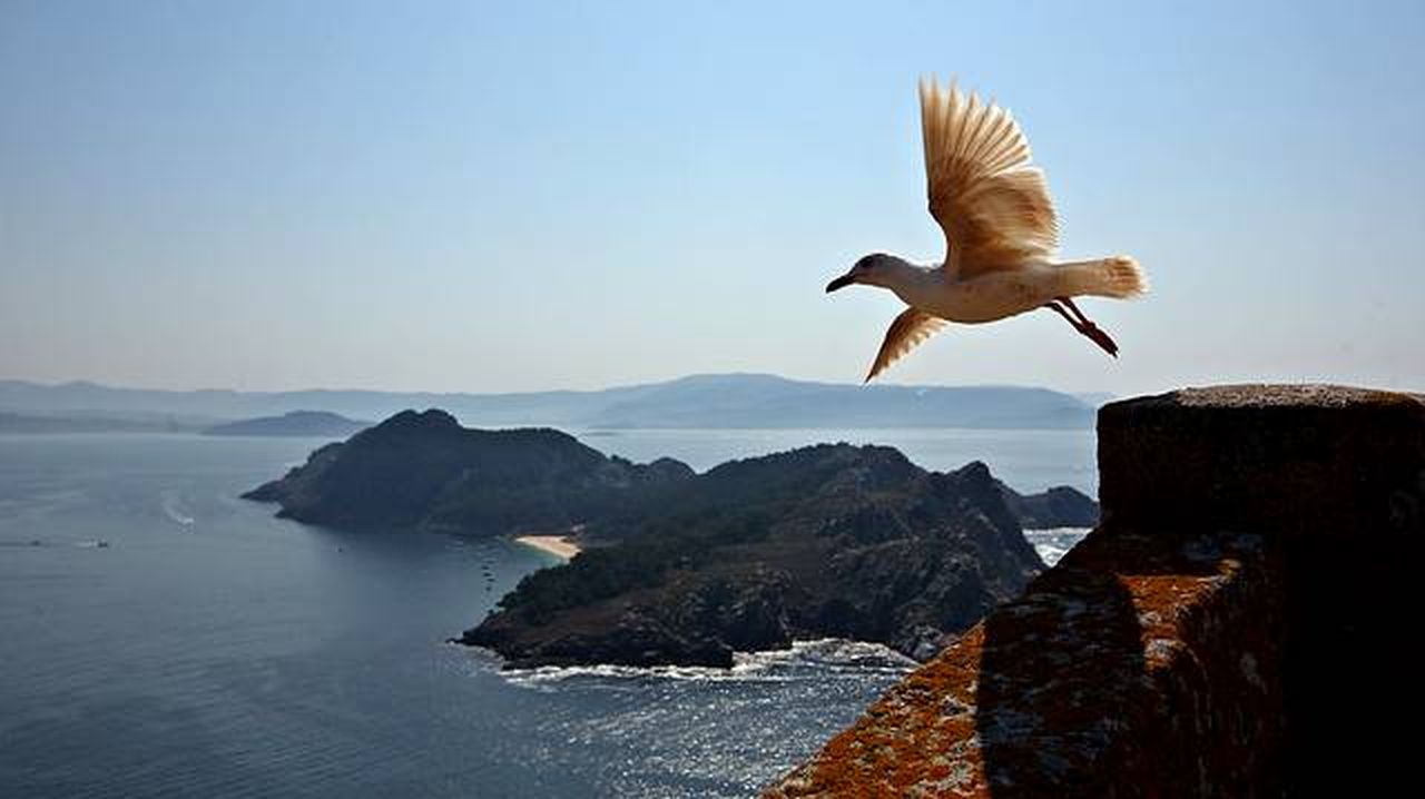 La población de gaviotas crece en las Illas Atlánticas un 36 % en un año