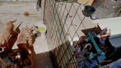 Los perros en el patio del barrio de O Alto, en Nar�n. 