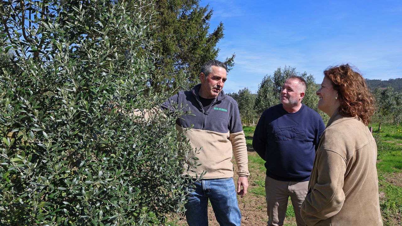 La Deputación sitúa a Olea Atlántica como ejemplo de emprendimiento en la zona rural
