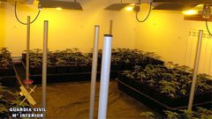 La plantaci�n de marihuana en Burgos cuya instalaci�n el�ctrica fue presuntamente realizada por Pedro Nieva