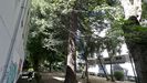 La secuoya de O Ventorrillo pertenecen a una especie muy poco habitual en el arbolado urbano de A Coru�a.