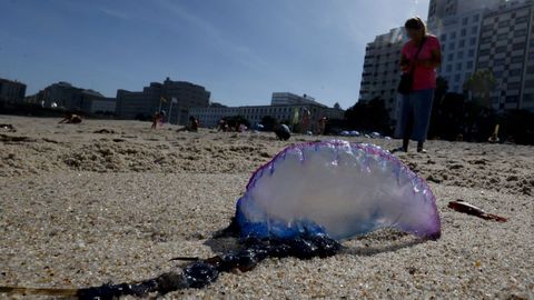 Carabelas en la playa de Riazor