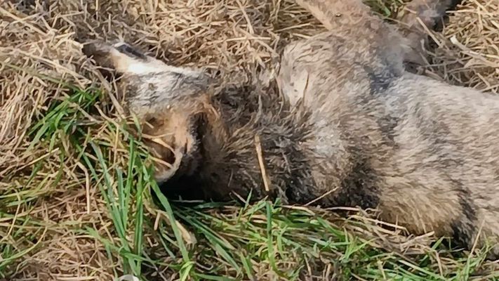 El lobo hallado muerto el martes en Castropol, en una imagen divulgada por el Grupo Lobo Asturias