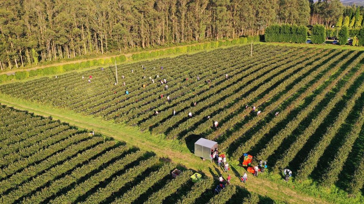 Horticina busca medio millar de temporeros para la recolección de arándanos en Cerdido