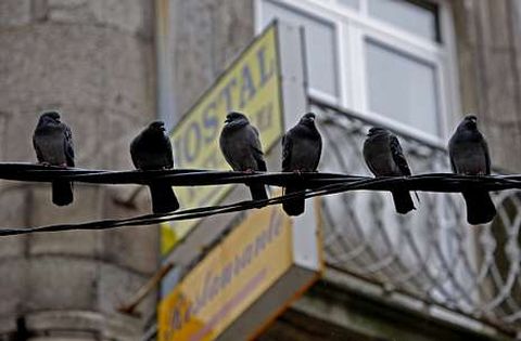 Palomas posadas en un tendido eléctrico del Casco Vello descansan con tranquilidad.