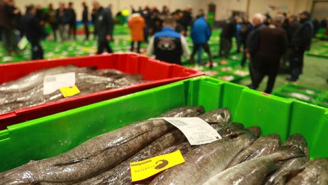 Merluzas de volanta ya adjudicadas en la lonja de Celeiro el 5 de marzo del 2026.