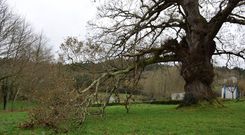 La rama principal, adem�s de otras dos peque�as, lleva ya varios d�as sobre el suelo, a la espera de que se pueda cortar. 