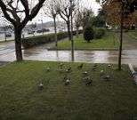 El Concello pobrense solicitar� a Portos la desafectaci�n de los jardines Valle-Incl�n. 