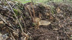 Imagen de archivo de una tala de eucaliptos 