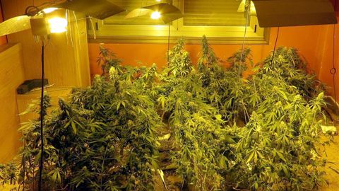 Plantaci�n 'indoor' de marihuana