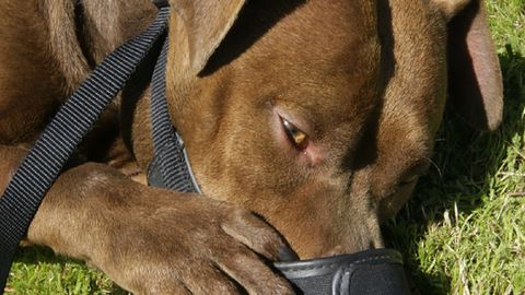 Imagen de archivo de un pitbull, considerado una raza potencialmente peligrosa