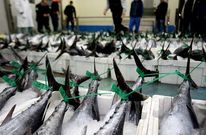 La supresi�n de las �cortinas de la muerte� aument� la rentabilidad de la flota bonitera gallega.