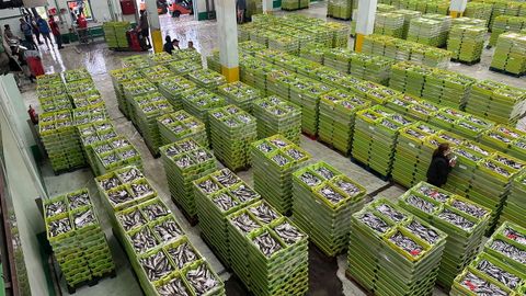 Cerca de 250.000 kilos de bocarte se subastaron en la lonja de A Coru�a el 12 de agosto del 2026.