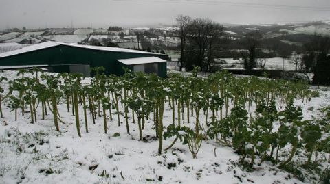 NIeve en Aranga (A Corua)
