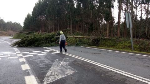 rboles cados por el viento en Muxa