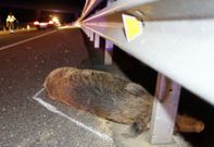 La presencia de animales en la Transcant�brica caus� uno de cada cuatro siniestros. 