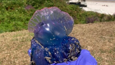 Carabela portuguesa en la playa de As Illas en Ribadeo