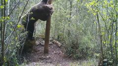 Un oso se sube a una roca para dejar su marca m�s alta
