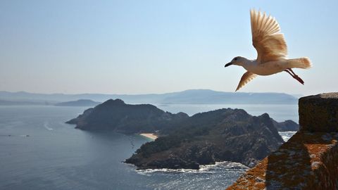 En apenas quince a&ntilde;os, ha desaparecido del archipi&eacute;lago vigu&eacute;s el 92 % de su poblaci&oacute;n de gaviotas patiamarillas.