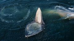 Una de las ballenas de Ed�n abriendo la boca con cientos de peces que saltaron dentro presa del p�nico