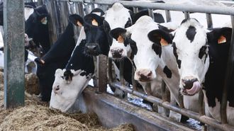Espa�a importa cada vez m�s leche cruda y m�s productos l�cteos, seg�n Fenil