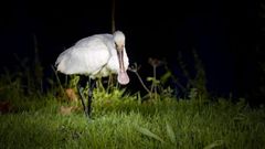 El ave migratoria, catalogada como especie vulnerable, que recal� en Monforte