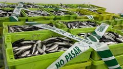 Sardinas incautadas en Portonovo por la Guardia Civil