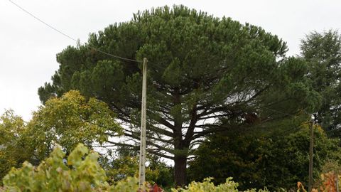 Un ejemplar de gran tamaño en la parroquia de A Ermida, en Quiroga